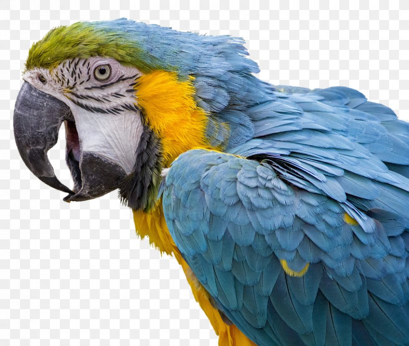 Bird Blue-and-yellow Macaw Scarlet Macaw Reptiles And Amphibians, PNG, 850x720px, Bird, Beak, Bird Hybrid, Birdcage, Blueandyellow Macaw Download Free