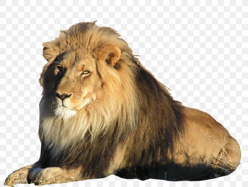 East African Lion Liger Felidae Asiatic Lion Bengal Tiger, PNG, 904x684px, East African Lion, Africa, Asiatic Lion, Big Cat, Big Cats Download Free