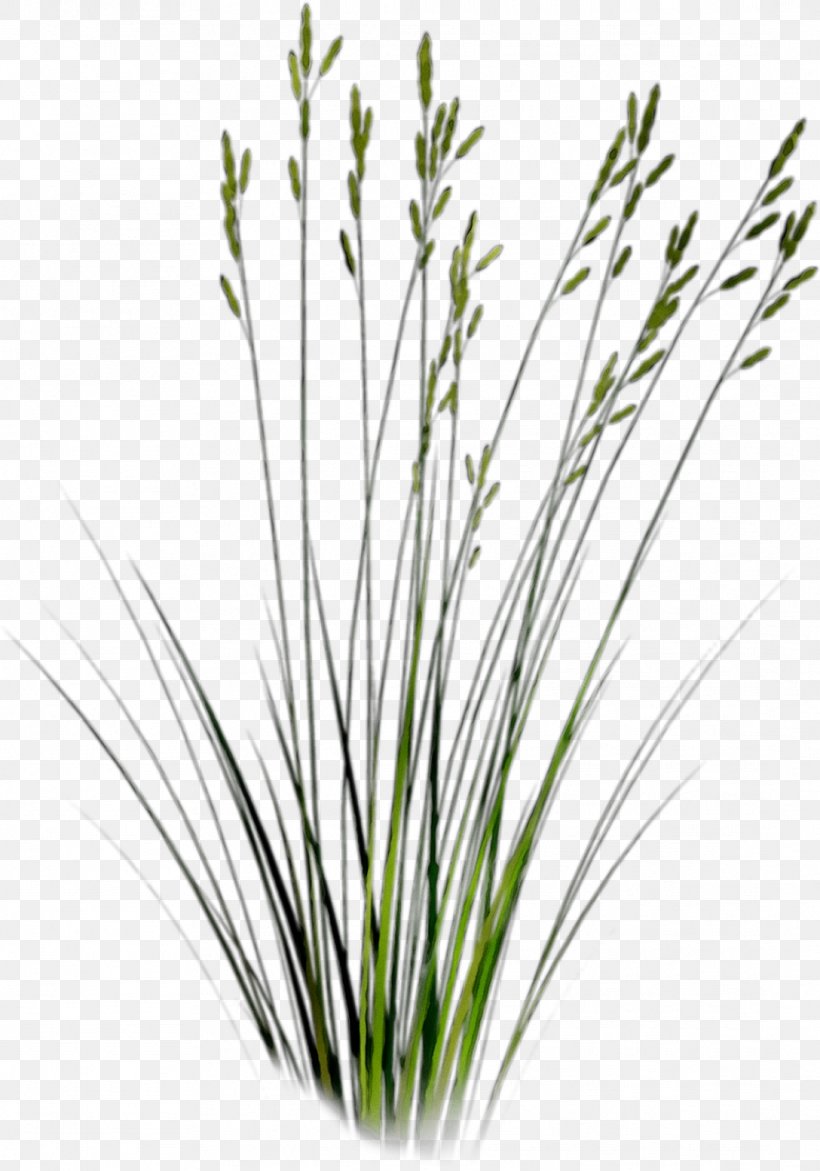 Desktop Wallpaper Image Download Copyright, PNG, 1088x1554px, Copyright, Bar, Chives, Chrysopogon Zizanioides, Elymus Repens Download Free