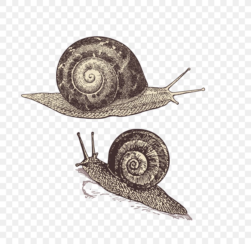 Snail Orthogastropoda Polymita Picta T-shirt DIE BUNTIQUE, PNG, 800x800px, Snail, Animal, Clothing, Color, Designer Download Free