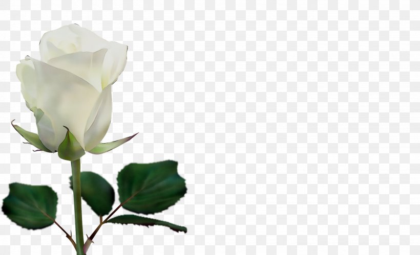 Vector Graphics Image Flower Garden Roses, PNG, 2875x1750px, Flower, Beach Rose, Botany, Bud, Cut Flowers Download Free