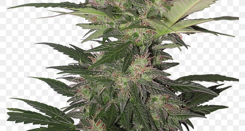 Autoflowering Cannabis Skunk Seed Kush, PNG, 780x438px, Autoflowering Cannabis, Cannabis, Cannabis Cultivation, Grow Shop, Haze Download Free