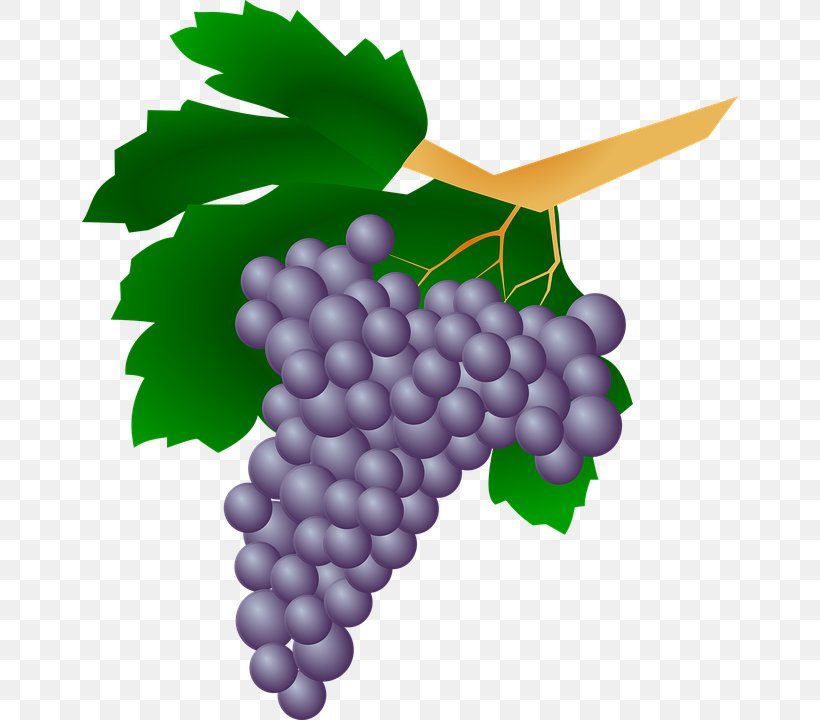 Common Grape Vine Wine Raisin Clip Art, PNG, 656x720px, Common Grape Vine, Blog, Flowering Plant, Food, Fruit Download Free