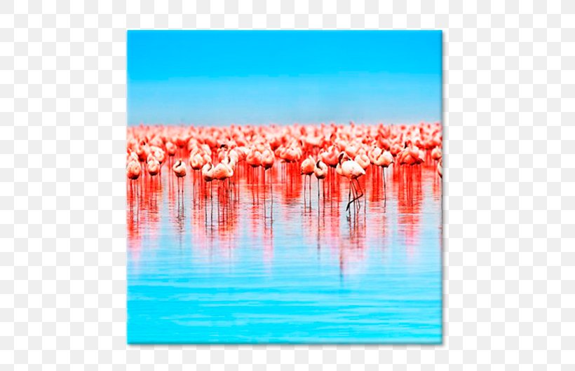 Greater Flamingo Picture Frames Canvas Blejtram Tableau, PNG, 750x530px, Greater Flamingo, Art, Blejtram, Canvas, Canvas Print Download Free