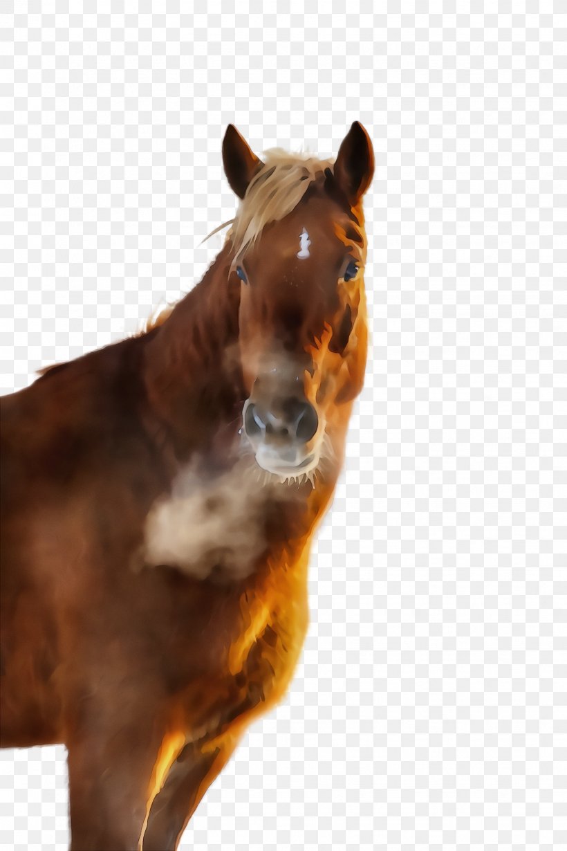 Horse Sorrel Mustang Horse Brown Mare, PNG, 1632x2448px, Watercolor, Animal Figure, Brown, Horse, Liver Download Free