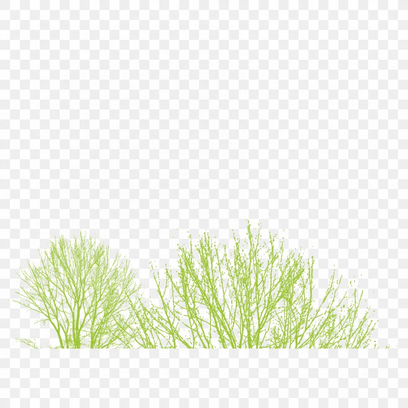 Icon, PNG, 1701x1701px, Computer Graphics, Grass, Grass Family, Grasses, Green Download Free