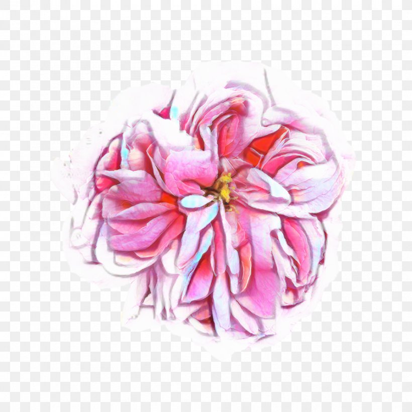 Pink Flower Cartoon, PNG, 894x894px, Damask Rose, Aromatherapy, Beach Rose, Flower, Garden Roses Download Free