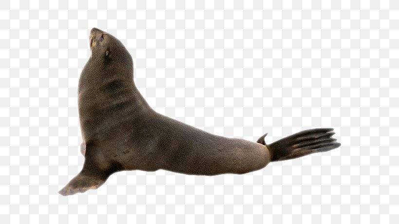 Sea Lion Earless Seal Harbor Seal Marine Mammal Penguin, PNG, 600x460px, 2016, 2017, Sea Lion, Dog, Dog Breed Download Free