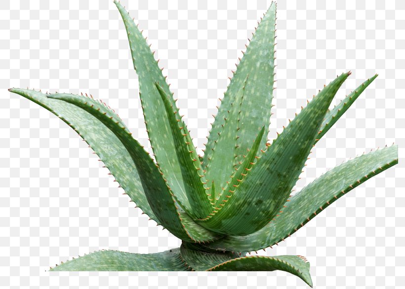 Aloe Vera Queen Victoria Agave Agave Azul Medicinal Plants, PNG, 792x586px, Aloe Vera, Agave, Agave Azul, Aloe, Aloes Download Free