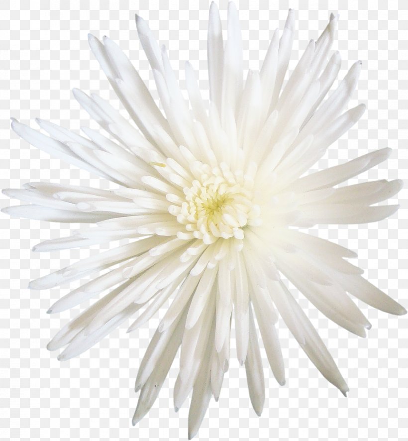 Chrysanthemum Transvaal Daisy Aster Dahlia Cut Flowers, PNG, 1183x1279px, Chrysanthemum, Aster, Black And White, Chrysanths, Cut Flowers Download Free