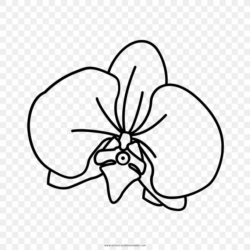Drawing Orchids Black And White Coloring Book Cattleya Schilleriana, PNG, 1000x1000px, Watercolor, Cartoon, Flower, Frame, Heart Download Free