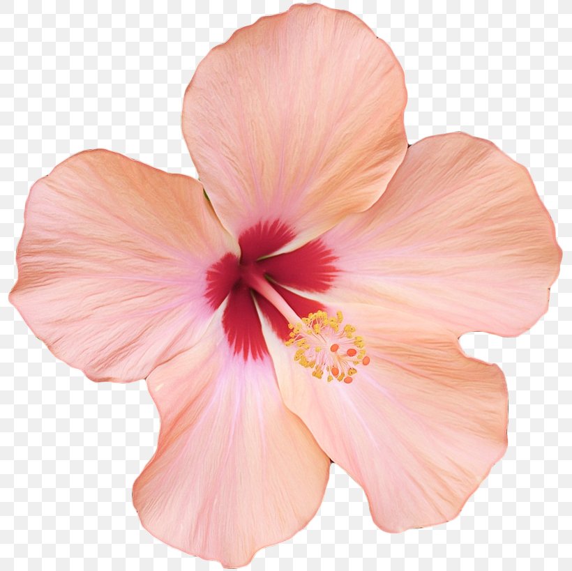 Flowers Background, PNG, 801x819px, Shoeblackplant, China Rose, Chinese Hibiscus, Common Hibiscus, Flower Download Free