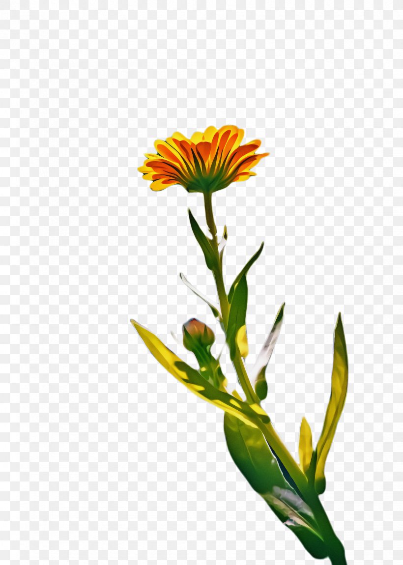 Flowers Background, PNG, 1688x2368px, Marigold, Bloom, Blossom, Botany, Calendula Download Free