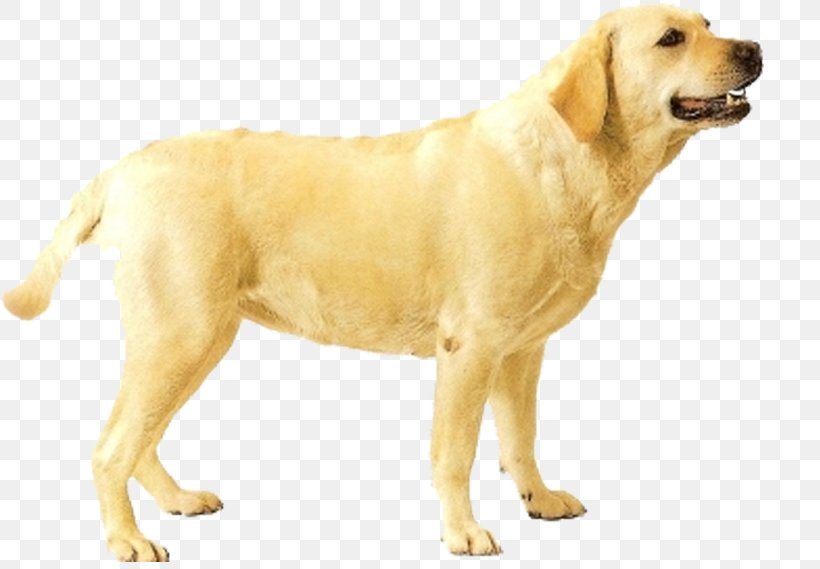 Golden Retriever Labrador Retriever Ancient Dog Breeds Companion Dog, PNG, 820x569px, Golden Retriever, Ancient Dog Breeds, Breed, Bumper Sticker, Car Download Free