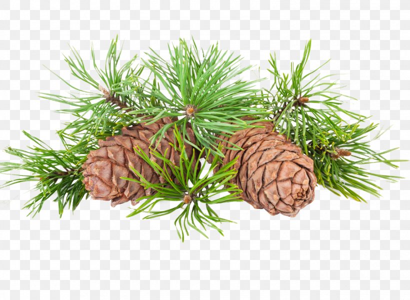 Pine Nut Conifer Cone Shelf Life, PNG, 1500x1098px, Pine, Branch, Cedar, Christmas Ornament, Conifer Download Free