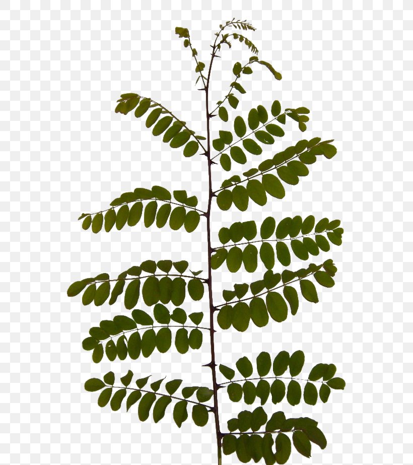 Twig Leaf Acacia Branch Plants, PNG, 780x923px, Twig, Acacia, Bay Laurel, Branch, Flora Download Free