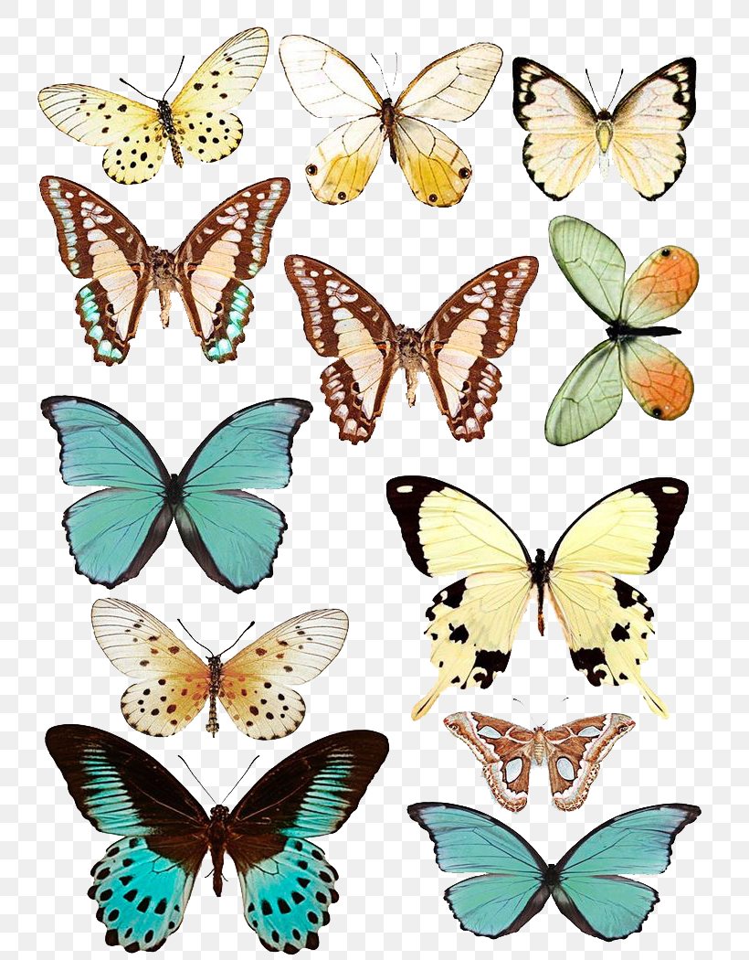Butterfly Paper Scrapbooking Drawing, PNG, 750x1050px, Butterfly, Art, Arthropod, Brush Footed Butterfly, Butterflies And Moths Download Free