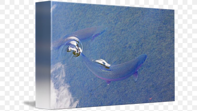 Dolphin Water Fish .cf, PNG, 650x464px, Dolphin, Blue, Fish, Marine Mammal, Water Download Free