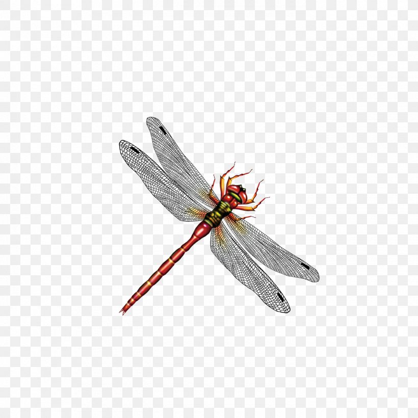 Dragonfly Insect Computer File, PNG, 1400x1400px, Dragonfly, Arthropod, Gratis, Insect, Invertebrate Download Free
