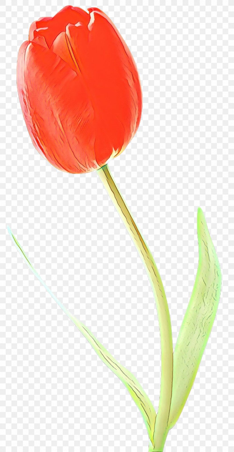 Flowers Background, PNG, 1420x2737px, Tulip, Anthurium, Cut Flowers, Flower, Lily Family Download Free
