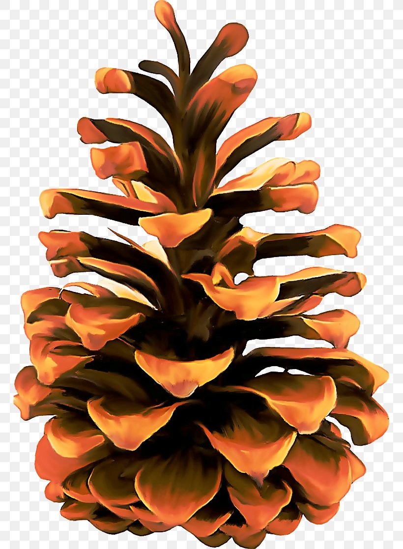 Orange, PNG, 765x1117px, Sugar Pine, Conifer Cone, Flower, Orange, Oregon Pine Download Free