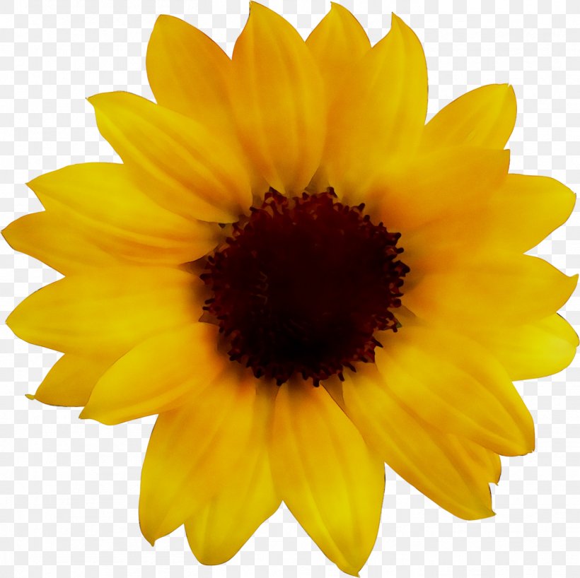 Clip Art Common Sunflower Image Beistle S50276AZ4 4 Piece Sunflower Fans, PNG, 1407x1404px, Common Sunflower, Annual Plant, Asterales, Calendula, Daisy Family Download Free