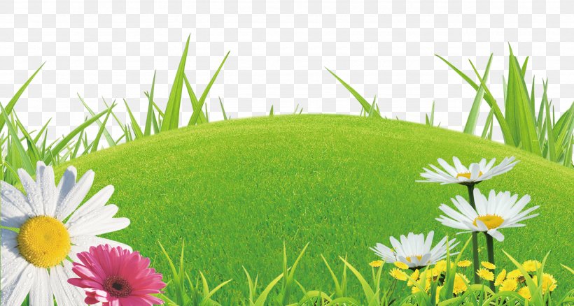 Shangyu Library Lawn Domain Name Registrar WHOIS, PNG, 2569x1375px, Lawn, Book, Daisy, Field, Flower Download Free