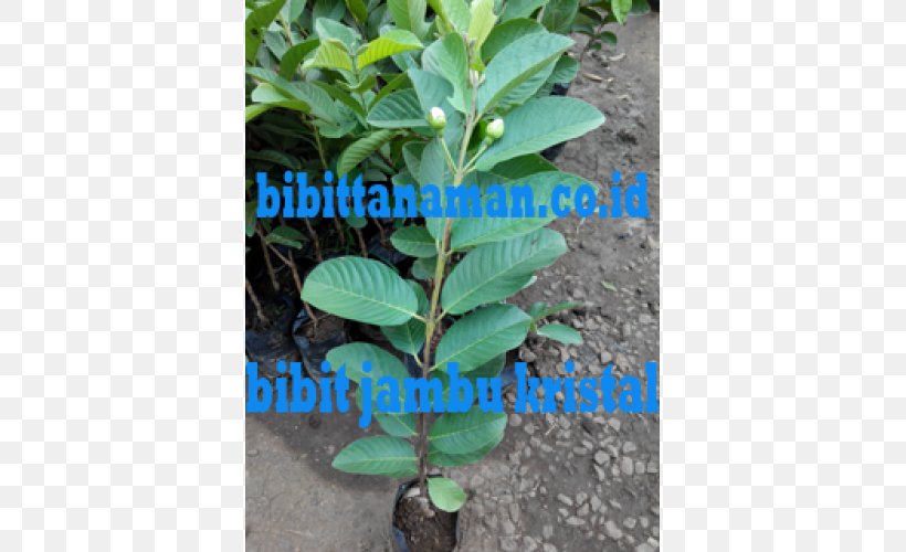 Bay Laurel Herb Evergreen Leaf Shrub, PNG, 500x500px, Bay Laurel, Evergreen, Herb, Leaf, Plant Download Free