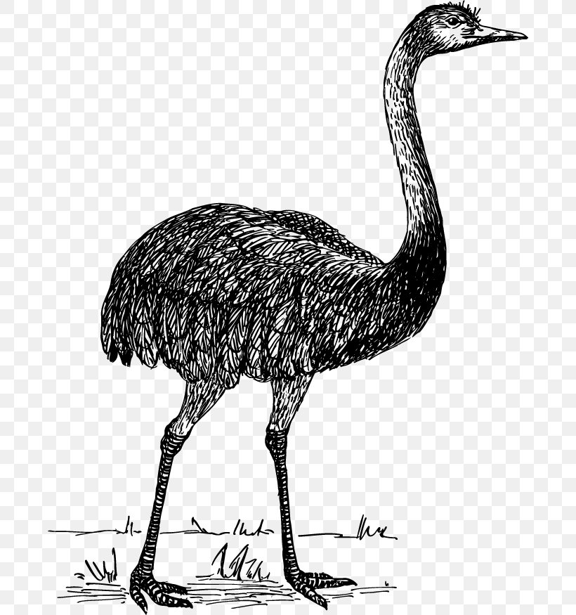 Flightless Bird Common Ostrich Rhea, PNG, 684x875px, Bird, Beak, Black And White, Common Ostrich, Crane Download Free