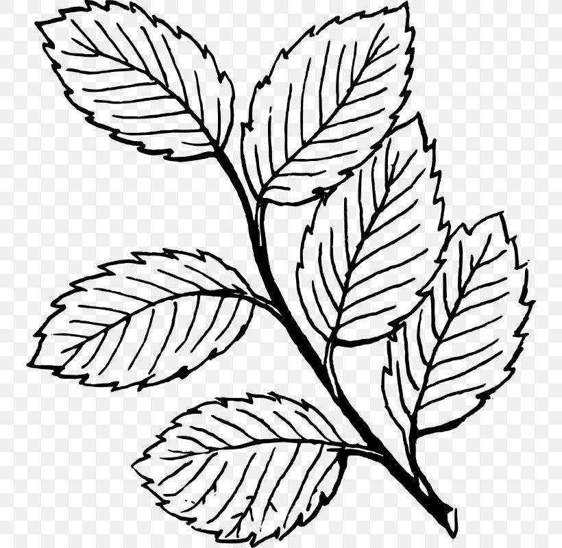Leaf Drawing Line Art Clip Art, PNG, 800x800px, Leaf, Autumn Leaf Color, Black And White, Botany, Branch Download Free