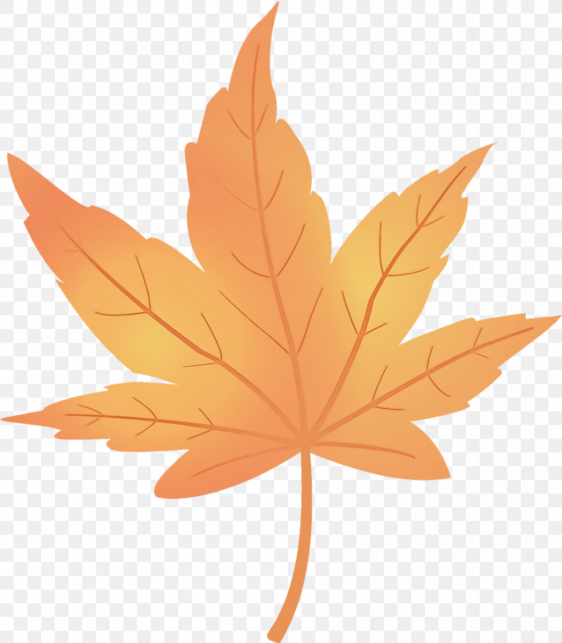 Maple Leaf Autumn Leaf Yellow Leaf, PNG, 896x1026px, Maple Leaf, Autumn Leaf, Black Maple, Deciduous, Flower Download Free