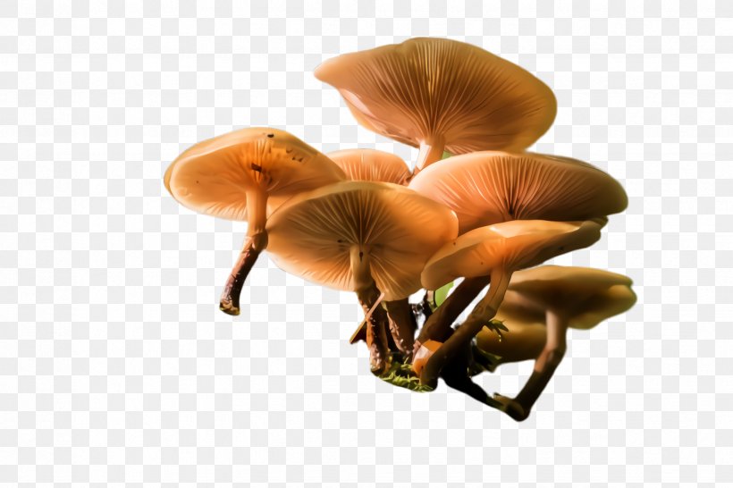 Mushroom Agaricomycetes Oyster Mushroom Fungus Edible Mushroom, PNG, 2448x1632px, Mushroom, Agaricomycetes, Agaricus, Auricularia, Edible Mushroom Download Free