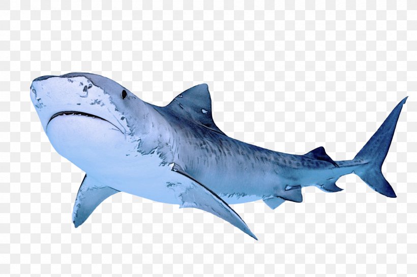 Shark, PNG, 1600x1066px, Fish, Carcharhiniformes, Cartilaginous Fish, Fin, Great White Shark Download Free