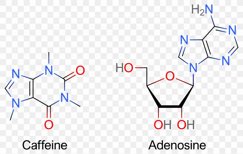 Adenosine Receptor Antagonist Caffeine Adenosine Triphosphate, PNG, 3095x1968px, Watercolor, Cartoon, Flower, Frame, Heart Download Free