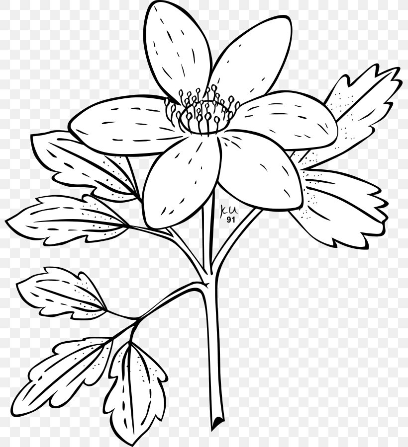 Anemone Canadensis Anemone Nemorosa Japanese Anemone Coloring Book Clip Art, PNG, 801x900px, Anemone Canadensis, Anemone, Anemone Nemorosa, Area, Artwork Download Free
