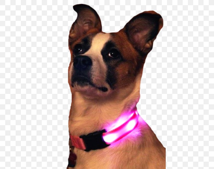 Dog Breed Dog Collar German Shepherd Dog Harness, PNG, 450x648px, Dog Breed, Collar, Dog, Dog Breed Group, Dog Collar Download Free