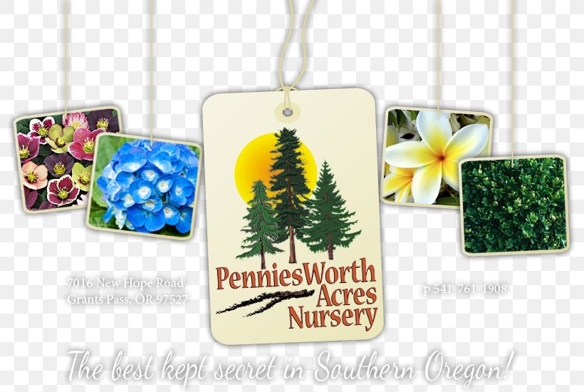 Penniesworth Acres Nursery Deodar Cedar Tree Evergreen Coast Redwood, PNG, 800x550px, Deodar Cedar, Cedar, Cedrus Libani, Christmas Ornament, Coast Redwood Download Free