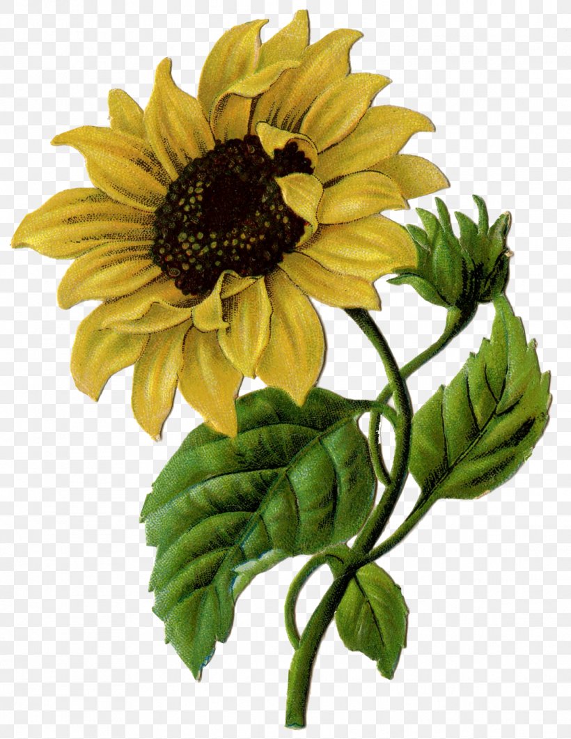 Clip Art Drawing Sunflower Free Content, PNG, 1117x1446px, 2018, Drawing, Annual Plant, Art, Cut Flowers Download Free