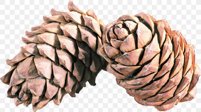 Conifer Cone Tree Clip Art, PNG, 1280x712px, Conifer Cone, Auglis, Digital Image, Fruit, Material Download Free