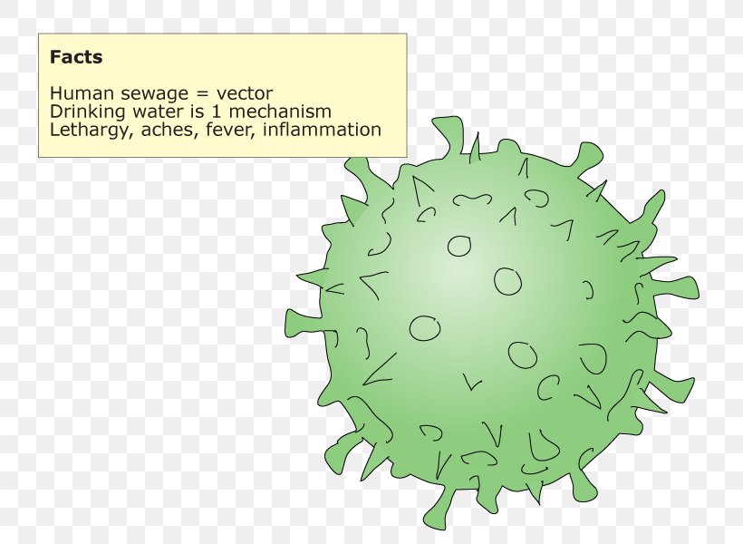 Green Diagram, PNG, 800x600px, Green, Diagram, Organism, Sphere, Text Download Free