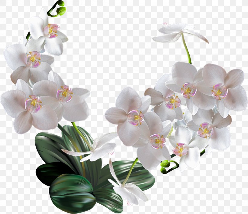 Moth Orchids Flower Woman, PNG, 1200x1034px, Orchids, Artificial Flower, Branch, Cut Flowers, Floral Design Download Free