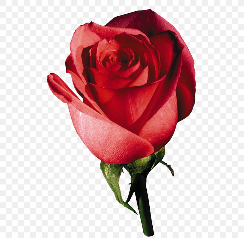 Garden Roses Clip Art Psd French Rose, PNG, 560x800px, Garden Roses, China Rose, Close Up, Cut Flowers, Floribunda Download Free