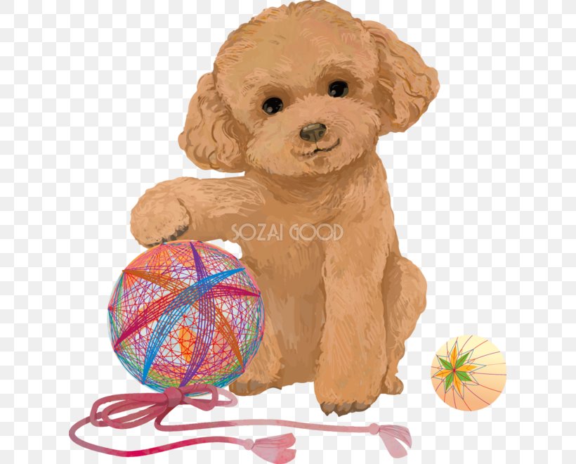 Toy Poodle Miniature Poodle Goldendoodle Cockapoo Spanish Water Dog, PNG, 623x660px, Toy Poodle, Breed, Carnivoran, Cockapoo, Companion Dog Download Free