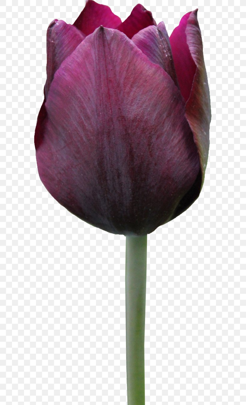 Tulip Display Resolution Flower, PNG, 591x1351px, Tulip, Bud, Display Resolution, Flower, Flowering Plant Download Free