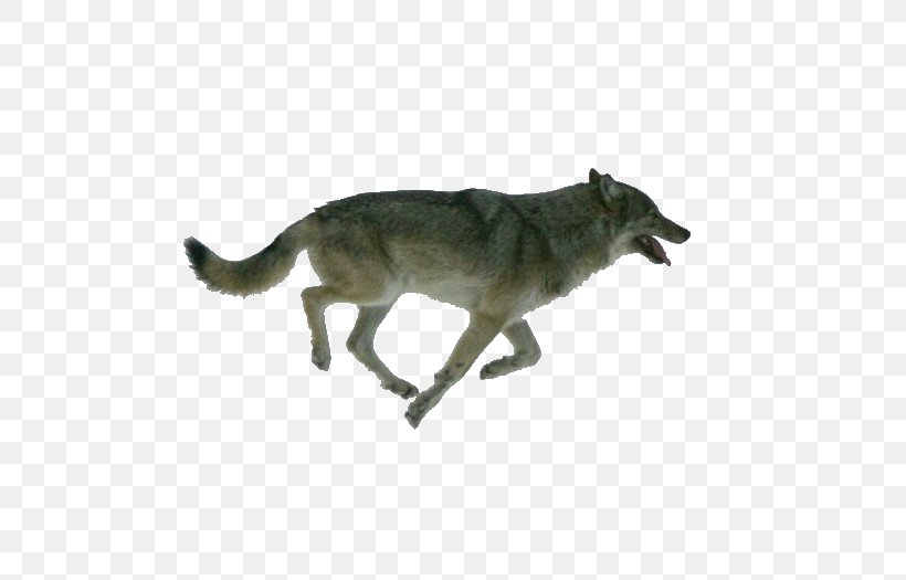 Dog Isle Royale Arctic Wolf Wolf Walking Moose, PNG, 700x525px, Dog, Animation, Arctic Wolf, Black Wolf, Carnivoran Download Free