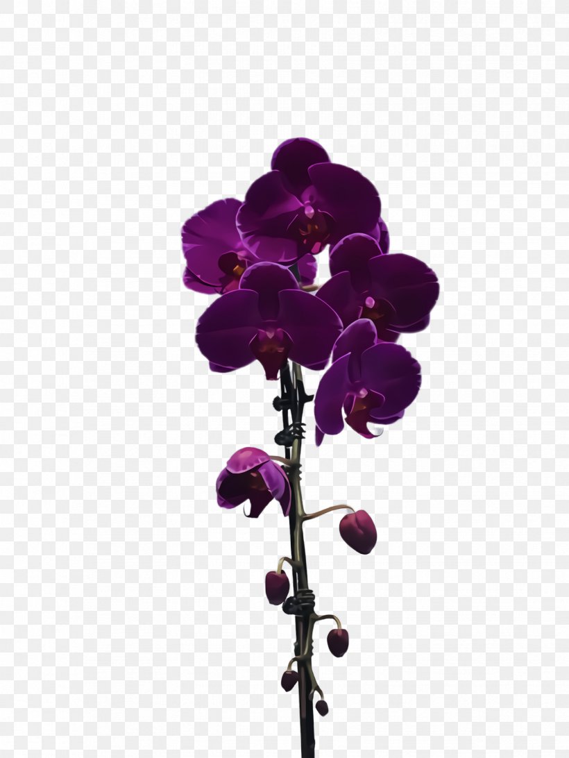 Flower Violet Purple Plant Flowering Plant, PNG, 1732x2308px, Flower, Cut Flowers, Flowering Plant, Magenta, Moth Orchid Download Free