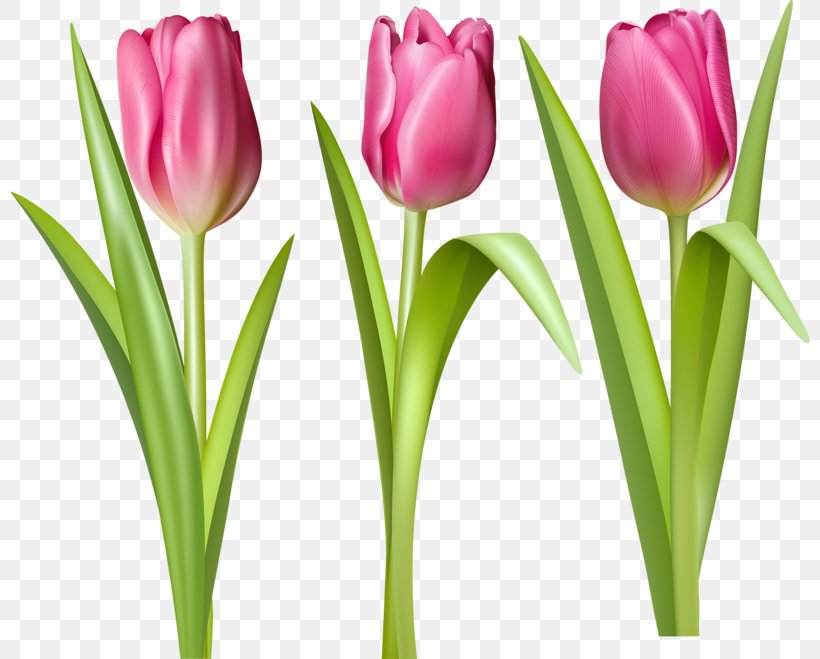 Indira Gandhi Memorial Tulip Garden Clip Art, PNG, 800x659px, Indira Gandhi Memorial Tulip Garden, Blog, Cut Flowers, Floristry, Flower Download Free