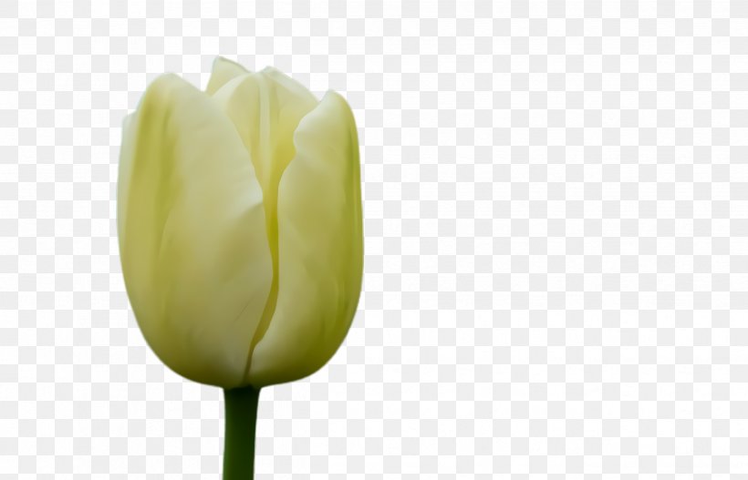 Lily Flower Cartoon, PNG, 2492x1604px, Tulip, Blossom, Bud, Closeup, Flora Download Free