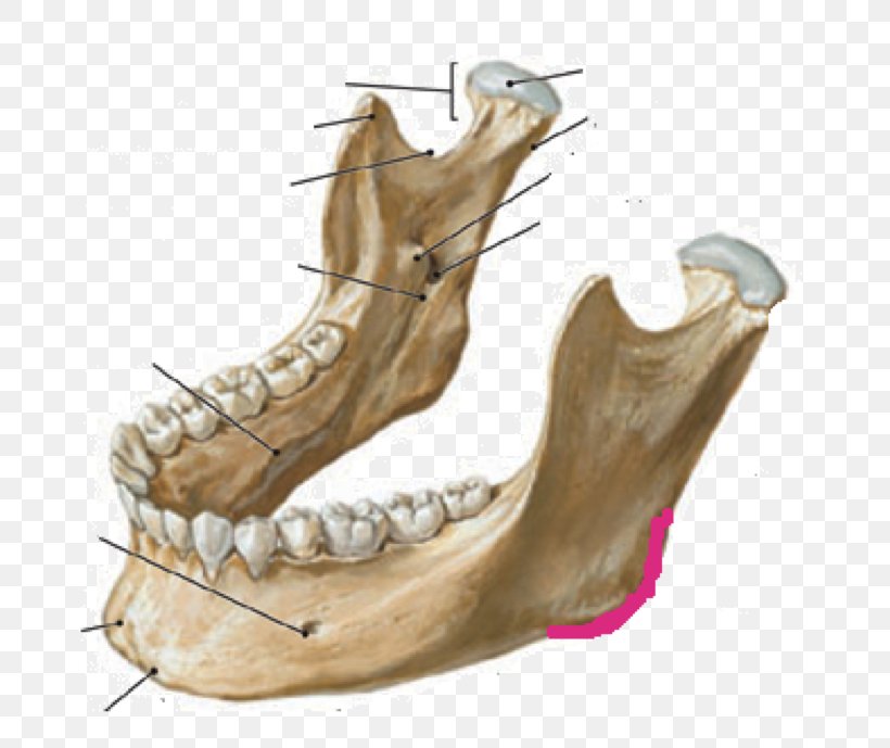 Mandible Anatomy Jaw Skull Infratemporal Fossa, PNG, 756x689px, Mandible, Alaleuanluu, Anatomy, Bone, Condyle Download Free