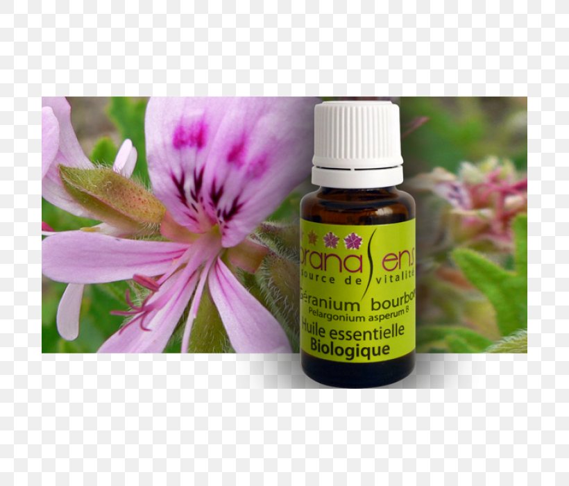 Sweet Scented Geranium Bourbon Geranium Essential Oil Eucalyptus Radiata, PNG, 700x700px, Sweet Scented Geranium, Bourbon Geranium, Essential Oil, Eucalyptus Oil, Eucalyptus Polybractea Download Free